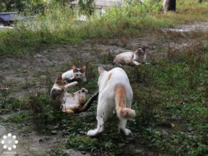 2014.08　哲学の猫6