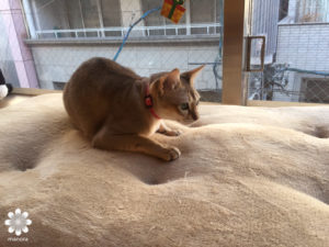 2016.02　広島猫カフェ　バロン　ポロ2