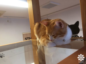 2016.02　広島猫カフェ　バロン　フーガ2