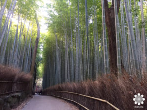 2016.02　竹林の小径