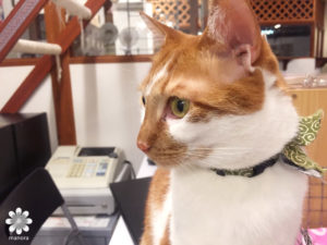 Cat cafe Nyanny1