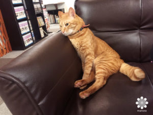 Cat cafe Nyanny4