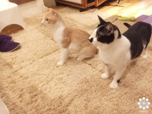 2016.03　博多猫カフェ　キューリグ01