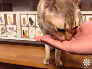 201702猫カフェ　きゃりこ新宿店　その2