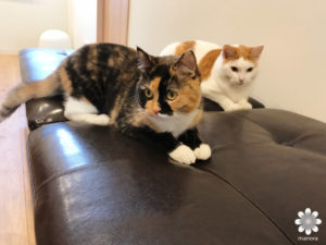 2017.04猫カフェ CatCafeOBCその2