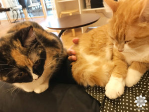 2017.04猫カフェ CatCafeOBCその4