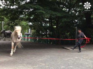 こんぴらさん　神馬