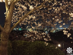 岡山半田山植物園夜桜と夜景