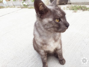真鍋島の猫たち　第一島猫