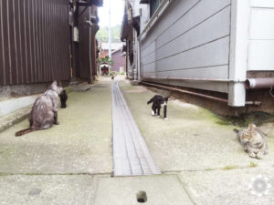 真鍋島の猫たち2