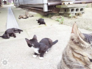 真鍋島の猫たち3