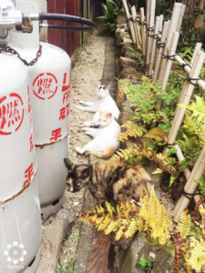 真鍋島の猫たち5
