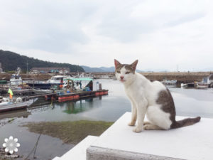 真鍋島の猫たち8