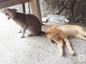 真鍋島の猫たち9