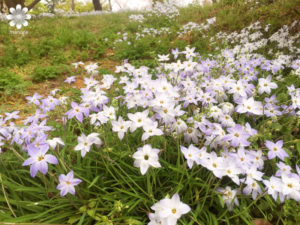 半田山植物園ハナニラ