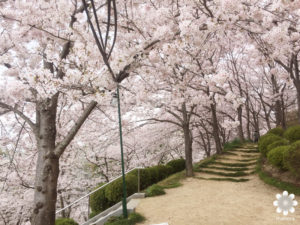 半田山植物園の桜