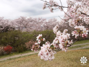 半田山植物園の桜