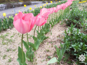 半田山植物園のチューリップ