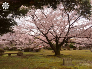 姫路城の桜