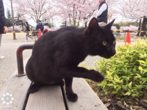 姫路城　野良猫