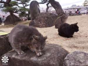 姫路城　野良猫