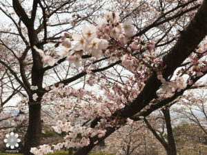 半田山植物園　桜