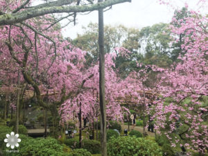 平安神宮枝垂れ桜1