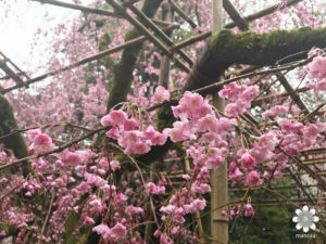 平安神宮枝垂れ桜2