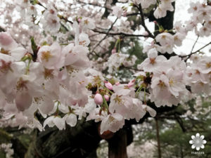 平安神宮 桜