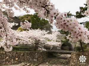 須磨浦公園 桜