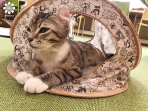 倉敷猫カフェ美観Neko3