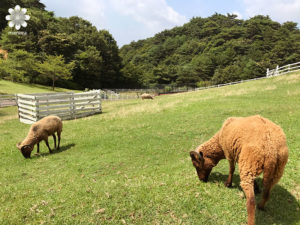 六高山牧場の羊