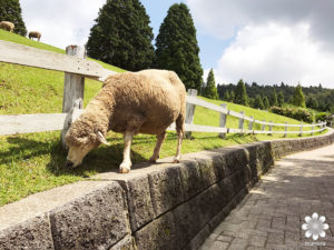 六高山牧場の羊