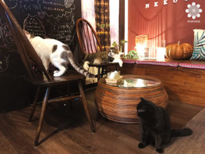 岡山猫カフェ「猫茶」