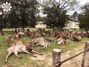 奈良公園