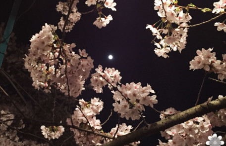 岡山半田山植物園夜桜と月