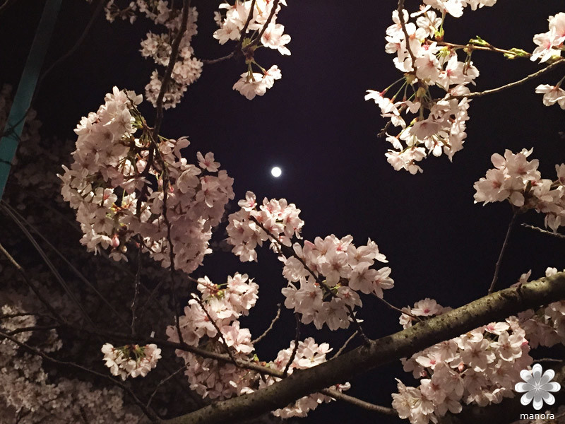 岡山半田山植物園夜桜と月