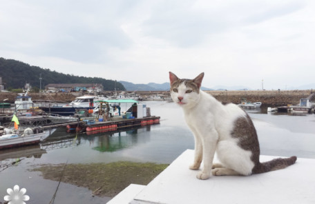 真鍋島の猫たち8