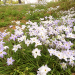 半田山植物園ハナニラ