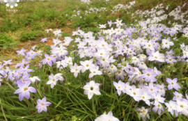 半田山植物園ハナニラ