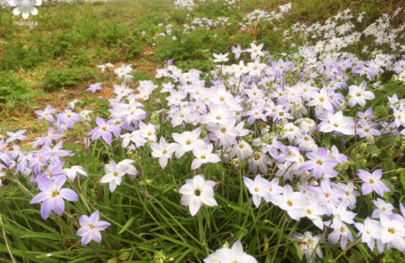 半田山植物園ハナニラ