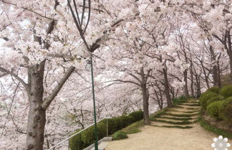 半田山植物園の桜