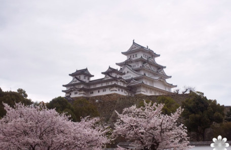 姫路城と桜