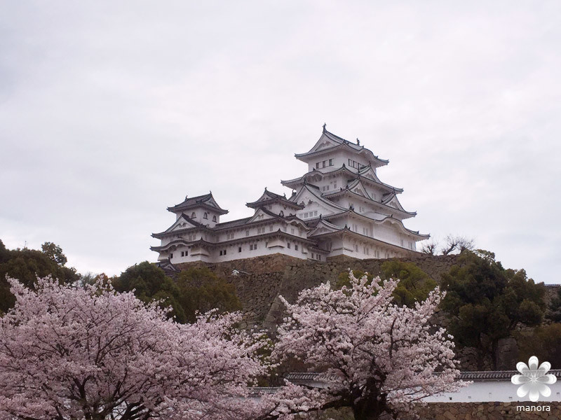 姫路城と桜