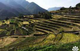 小豆島千枚田