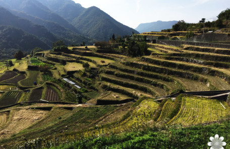 小豆島千枚田