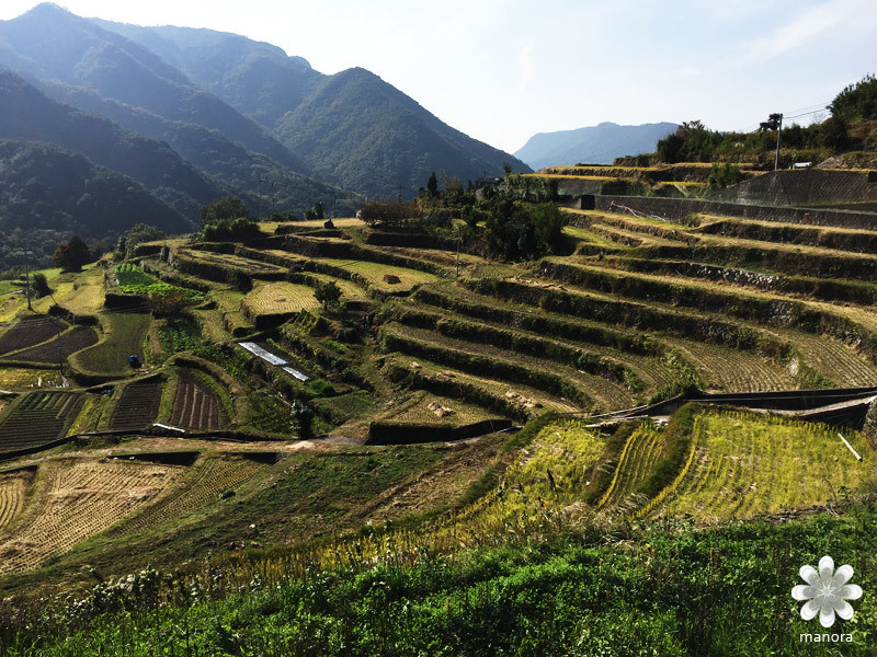 小豆島千枚田