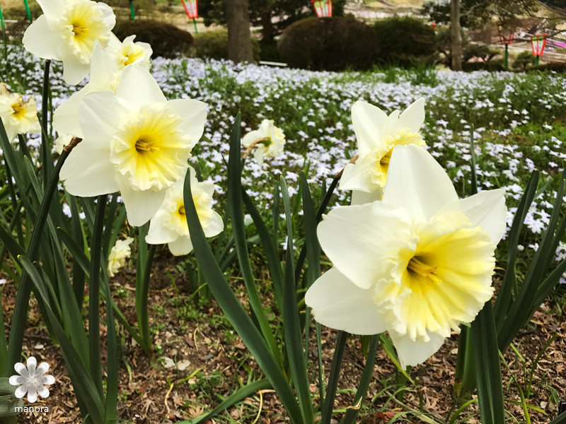 半田山植物園スイセン